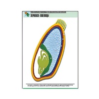 Рельефная таблица "Зерновка пшеницы" (формат А1, матовое ламинир.) - «globural.ru» - Можайск