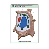 Рельефная таблица "Растительная клетка" (формат А1, матовое ламинир.) - «globural.ru» - Можайск