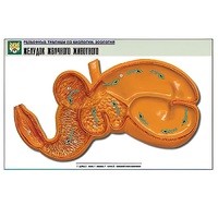 Рельефная таблица "Желудок жвачного животного" (формат А1, матовое ламинир.) - «globural.ru» - Можайск