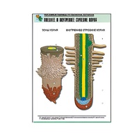 Рельефная таблица "Внешнее и внутреннее строение корня" (формат А1, матовое ламинир.) - «globural.ru» - Можайск