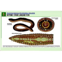 Рельефная таблица "Внутреннее строение дождевого червя" (формат А1, матовое ламинир.) - «globural.ru» - Можайск