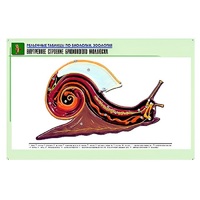 Рельефная таблица "Внутреннее строение брюхоногого моллюска" (формат А1, матовое ламинир.) - «globural.ru» - Можайск