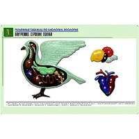 Рельефная таблица "Внутреннее строение голубя" (формат А1, матовое ламинир.) - «globural.ru» - Можайск