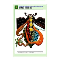 Рельефная таблица "Внутреннее строение жука" (формат А1, матовое ламинир.) - «globural.ru» - Можайск