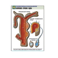 Рельефная таблица "Внутреннее строение гидры" (формат А1, матовое ламинир.) - «globural.ru» - Можайск
