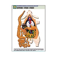 Рельефная таблица "Внутреннее строение кролика" (формат А1, матовое ламинир.) - «globural.ru» - Можайск