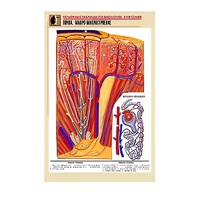 Рельефная таблица "Почка. Макро-микростроение" - «globural.ru» - Можайск