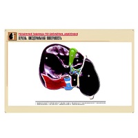 Рельефная таблица "Печень. Висцеральная поверхность" (формат А1, матовое ламинир.) - «globural.ru» - Можайск