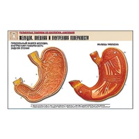 Рельефная таблица "Желудок. Внешняя и внутренняя поверхности" (формат А1, матовое ламинир.) - «globural.ru» - Можайск