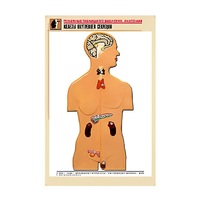 Рельефная таблица "Железы внутренней секреции" (формат А1, матовое ламинир.) - «globural.ru» - Можайск