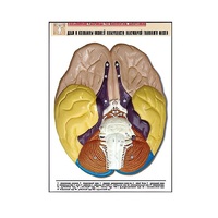 Рельефная таблица "Доли и извилины нижней поверхности полушарий головного мозга" - «globural.ru» - Можайск