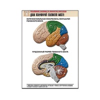 Рельефная таблица "Доли полушарий головного мозга" - «globural.ru» - Можайск
