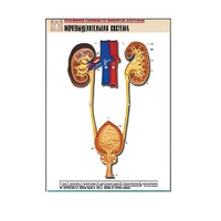 Рельефная таблица "Мочевыделительная система" (формат А1, матовое ламинир.) - «globural.ru» - Можайск