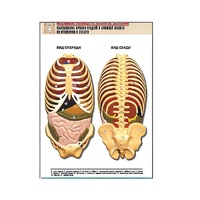 Рельефная таблица "Расположение органов грудной и брюшной полостей по отношению к скелету"(формат А1, лам.) - «globural.ru» - Можайск