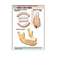 Рельефная таблица "Челюсти и зубы человека" (формат А1, матовое ламинир.) - «globural.ru» - Можайск