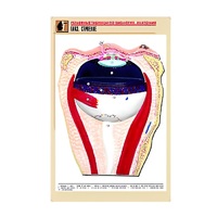 Рельефная таблица "Глаз. Строение" (формат А1, матовое ламинир.) - «globural.ru» - Можайск