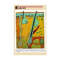 Рельефная таблица "Кожа. Разрез" (формат А1, матовое ламинир.) - «globural.ru» - Можайск