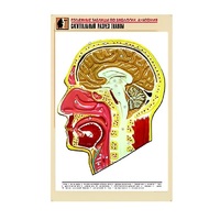 Рельефная таблица "Сагиттальный разрез головы" (формат А1, матовое ламинир.) - «globural.ru» - Можайск