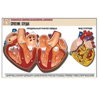 Рельефная таблица "Строение сердца" (формат А1, матовое ламинир.) - «globural.ru» - Можайск