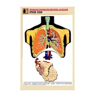Рельефная таблица "Строение легких" (формат А1, матовое ламинир.) - «globural.ru» - Можайск