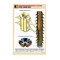 Рельефная таблица "Строение спинного мозга " (формат А1, матовое ламинир.) - «globural.ru» - Можайск