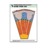 Рельефная таблица "Клеточное строение стебля" (формат А1, матовое ламинир.) - «globural.ru» - Можайск