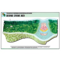 Рельефная таблица "Клеточное строение листа" (формат А1, матовое ламинир.) - «globural.ru» - Можайск