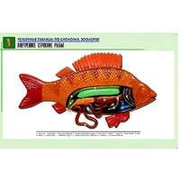 Рельефная таблица "Внутреннее строение рыбы" (формат А1, матовое ламинир.) - «globural.ru» - Можайск