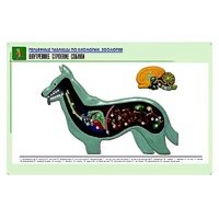 Рельефная таблица "Внутреннее строение собаки" (формат А1, матовое ламинир.) - «globural.ru» - Можайск