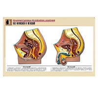 Рельефная таблица "Таз мужской и женский" (формат А1, матовое ламинир.) - «globural.ru» - Можайск