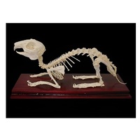 Скелет кролика - «globural.ru» - Можайск