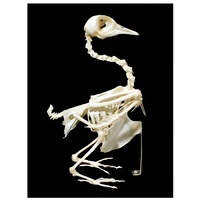 Скелет голубя - «globural.ru» - Можайск