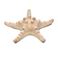 Сухой препарат "Звезда морская" (вариант 2) - «globural.ru» - Можайск