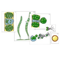 Модель-аппликация "Размножение многоклеточной водоросли" (ламинированная) - «globural.ru» - Можайск