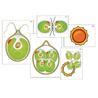 Модель-аппликация "Размножение одноклеточной водоросли" (ламинированная) - «globural.ru» - Можайск