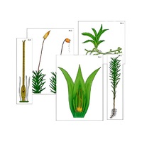 Модель-аппликация "Размножение мха" (ламинированная) - «globural.ru» - Можайск