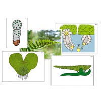 Модель-аппликация "Размножение папоротника" (ламинированная) - «globural.ru» - Можайск