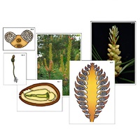 Модель-аппликация "Размножение сосны" (ламинированная) - «globural.ru» - Можайск