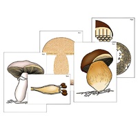 Модель-аппликация "Размножение шляпочного гриба" (ламинированная) - «globural.ru» - Можайск