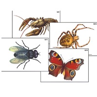Модель-аппликация "Разнообразие беспозвоночных" (ламинированная) - «globural.ru» - Можайск