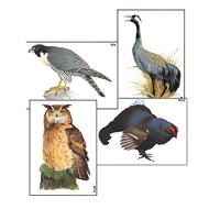 Модель-аппликация "Разнообразие высших хордовых 1. Пресмыкающиеся и птицы" (ламинированная) - «globural.ru» - Можайск