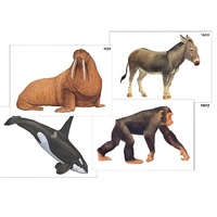 Модель-аппликация "Разнообразие высших хордовых 2. Млекопитающие" (ламинированная) - «globural.ru» - Можайск