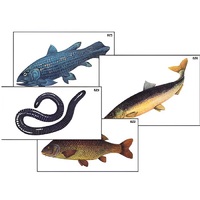 Модель-аппликация "Разнообразие низших и высших хордовых" (ламинированная) - «globural.ru» - Можайск