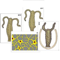 Модель-аппликация "Строение и размножение гидры" (ламинированная) - «globural.ru» - Можайск