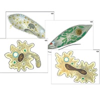 Модель-аппликация "Строение и разнообразие простейших" (ламинированная) - «globural.ru» - Можайск
