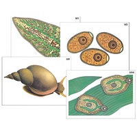 Модель-аппликация "Циклы развития печеночного сосальщика и бычьего цепня" (ламинированная) - «globural.ru» - Можайск