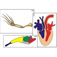 Модель-аппликация "Эволюция важнейших систем органов позвоночных" (ламинированная) - «globural.ru» - Можайск