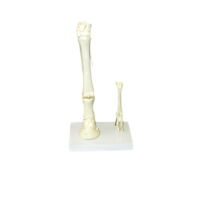 Модель "Скелет конечностей лошади и овцы" (на подставке) - «globural.ru» - Можайск