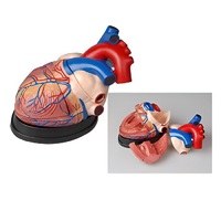Модель сердца в разрезе (демонстрационная) - «globural.ru» - Можайск