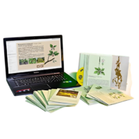 Гербарий натурально-интерактивный "Дикорастущие растения" - «globural.ru» - Можайск